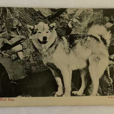 ‘A Wolf Dog’