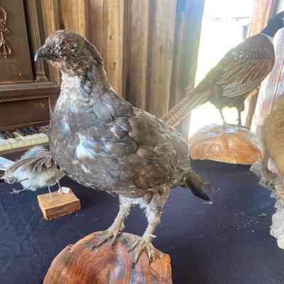 Grouse Taxidermy