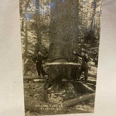 'Falling Timber Terrace B.C.'