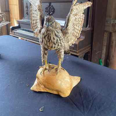 Hawk Taxidermy