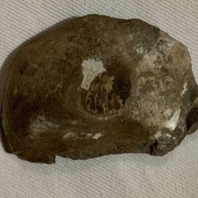 Ostrea: Oyster Fossil