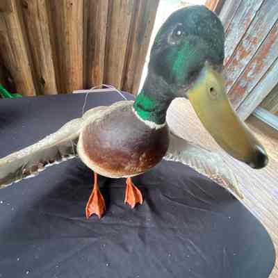 Mallard duck taxidermy