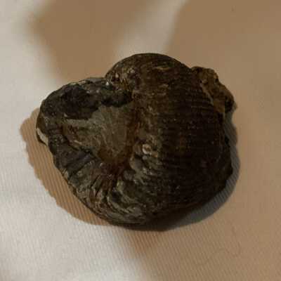 Teloceras: Bivalca Ostrea Myophorella Fossil