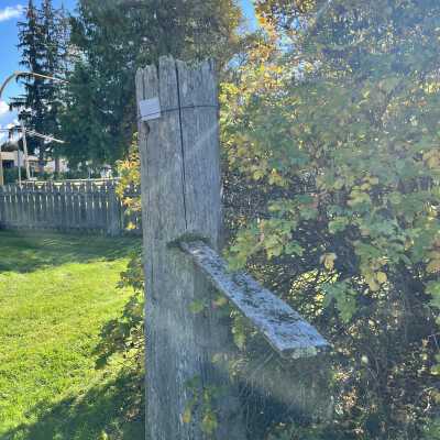 Spring Board Stump