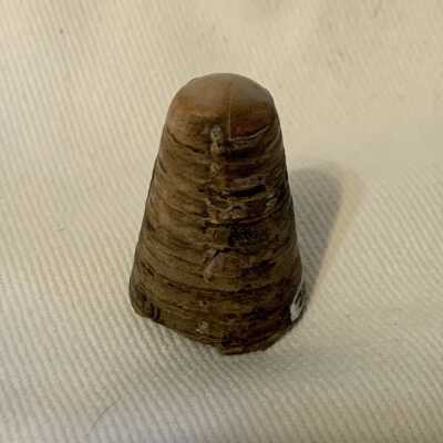 Pachyteuthis Densus: Belemnite Fossil