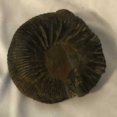Arctocephalites Alticostatus: Involute Ammonite Fossil