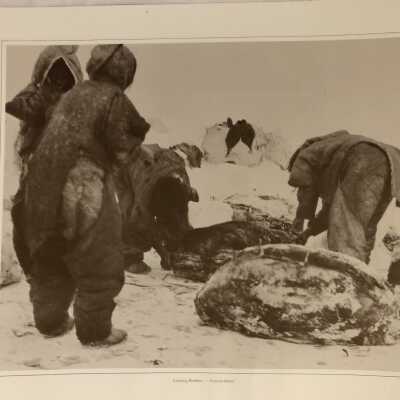 'Caching Blubber, Victoria Island' Print