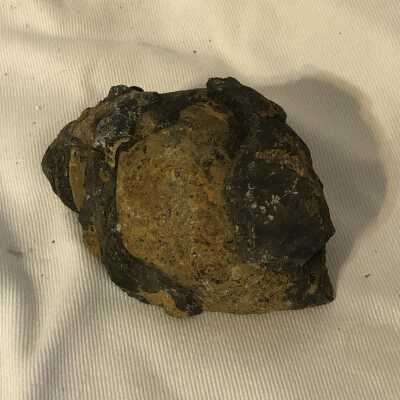 Ostlingoceras Fossil