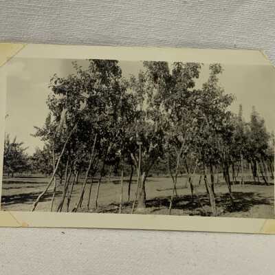 Fruit Trees