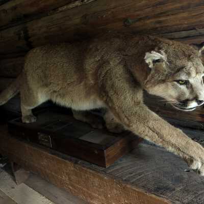 Cougar Taxidermy