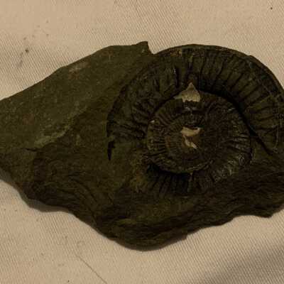 Cobbanites Engleri Clindroteuthis Fossil