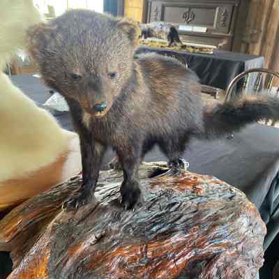Fisher taxidermy