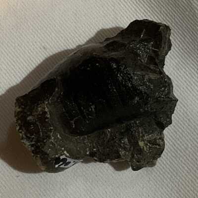 Pachyteuthis Densus: Belemnite Fossil