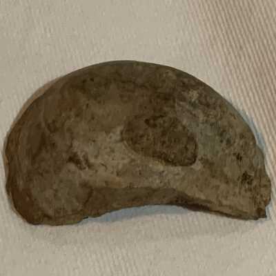 Ostrea: Oyster Fossil