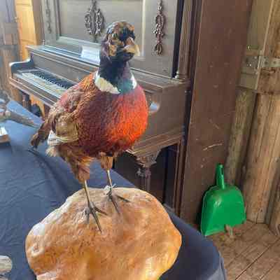 Pheasant Taxidermy