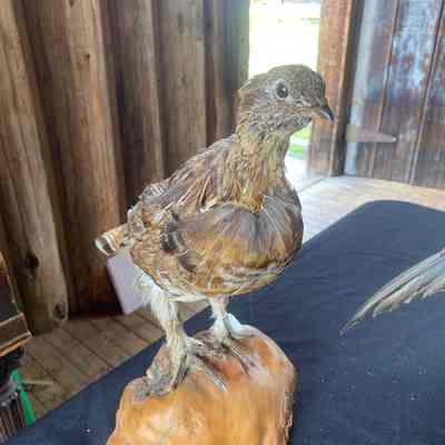 Brown bird taxidermy