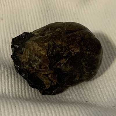 Gryphaea Fossil
