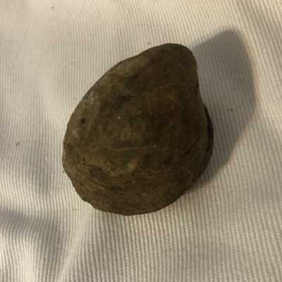 Loboidothyris Fossil