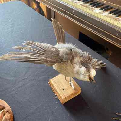 Jay Taxidermy