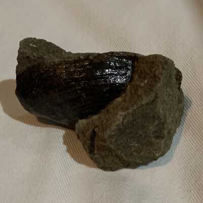 Pleuromya Fossil