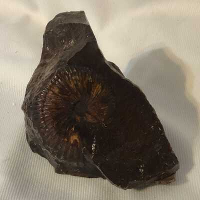 Arctocephalites Alticostatus: Involute Ammonite Fossil