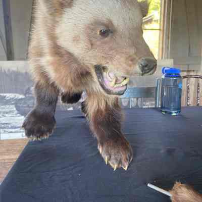 Wolverine Taxidermy