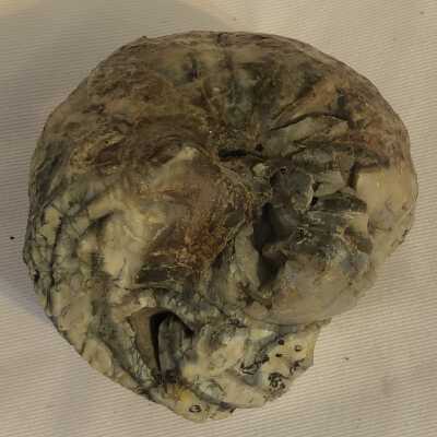 Lilloetia: Involute Ammonite Fossil