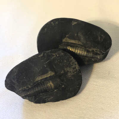 Cylindroteuthis Fossil