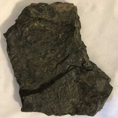 Ginko Dissecta, Pinus: Glyptostrobus Neuropteris Fossil
