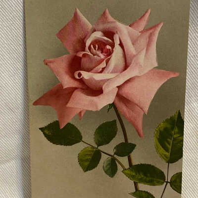 '1965- Pink Maman Cochet'