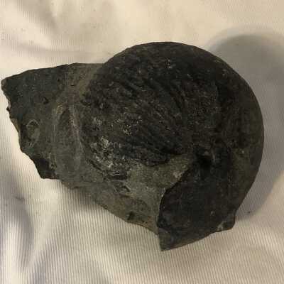 Lilloetia Cylindroteuthis: Pecten Gryphaea Fossil