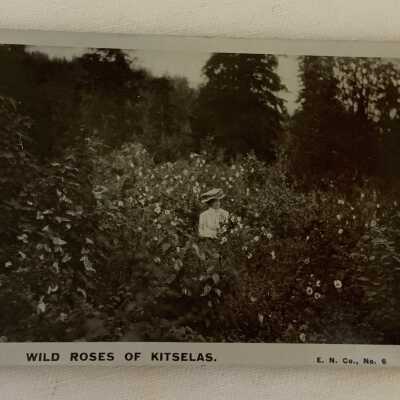 ‘Wild Roses of Kitselas’