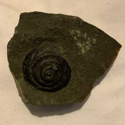 Turbinidae Myophorella: Pleurpmya Fossil