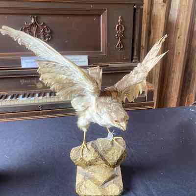 Falcon Taxidermy