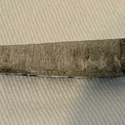 Cylindroteuthis: Belemnite Fossil