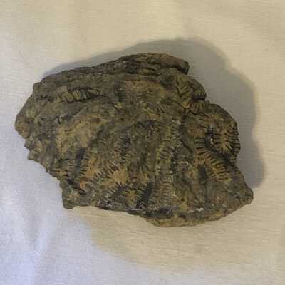 Coral Fossil