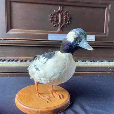 Bufflehead duck taxidermy