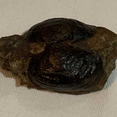 Pleuromya Fossil