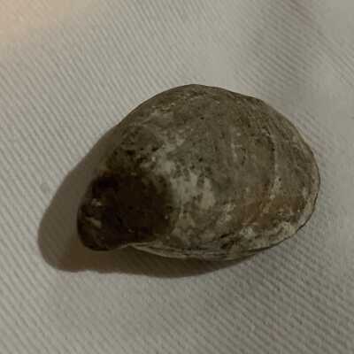 Loboidothyrus Fossil