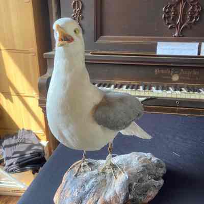Seagull taxidermy