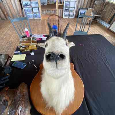 Mountain goat taxidermy