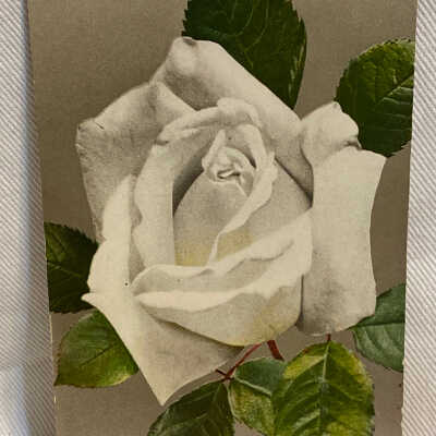 '1963 White Rose'