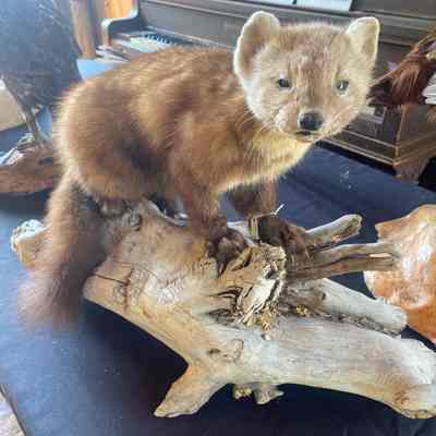 Marten Taxidermy