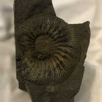 Stephanoceras Skideggtese: Cylindroteuthis Pleuromya