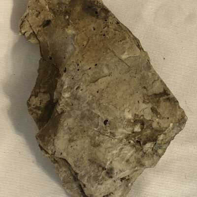 Fusilinids Crinoid: Lithostrotionella Fossil