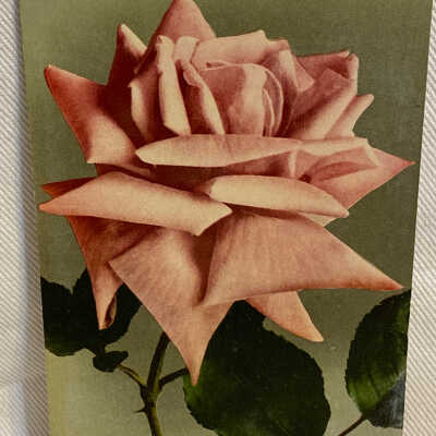 '1969 Winnie Davis Rose'