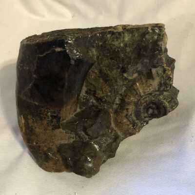 Epizigzagiceros Ostrea: Clindroteuthis Pleuromya Fossil