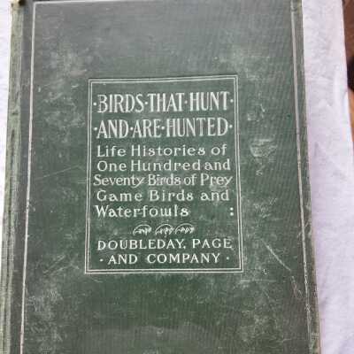 'Birds that Hunt and are Hunted'