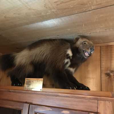 Wolverine Taxidermy