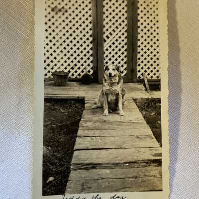 'Teddy the Dog'